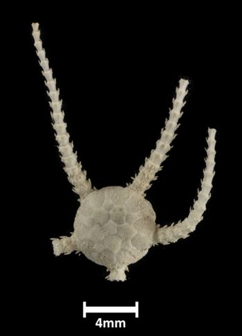 Media type: image;   Invertebrate Zoology OPH-6236 Description: Top down view of single ophiuroid specimen with a scale bar.;  Aspect: dorsal